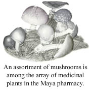 Maya mushrooms