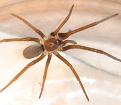Georgia Spiders