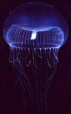 bioluminescent marine organisms