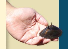 hand holding mussel