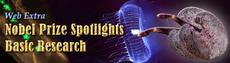 Jellyfish and bioluminescent creatures