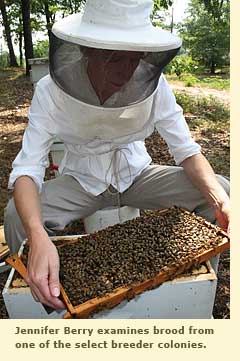  Jennifer Berry examines brood from one of the select breeder colonies.  