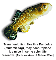 Transgenic fish