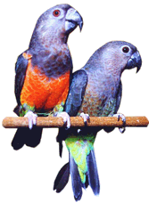 Healthy Parrots