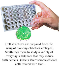Cell cultures