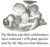 Maya shrooms