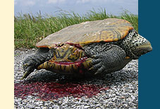 terrapin struck by vehicle