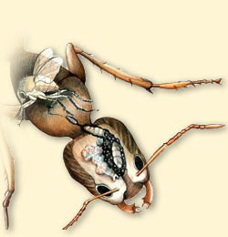 parasitic fly and ant illustration