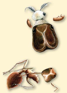 broken ant illustration