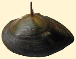 spiny mussel