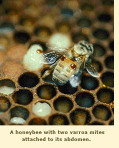 A honeybee with two varroa mites attached to its abdomen.