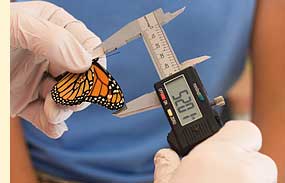measuring butterfly