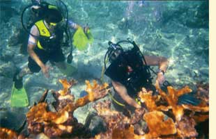 divers in Florida Keys