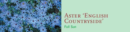 Aster ‘English Countryside’Full Sun