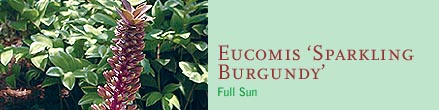 Eucomis ‘Sparkling Burgundy’Full Sun