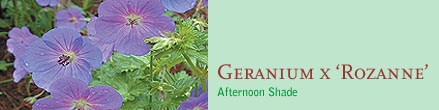 Geranium x ‘Rozanne’Afternoon Shade