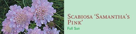 Scabiosa ‘Samantha’s Pink’Full Sun