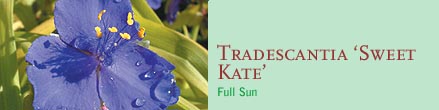 Tradescantia ‘Sweet Kate’Full Sun