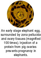 Elephant egg