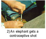 Contraceptive shot