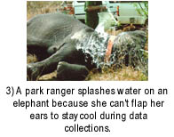 Elephant cooldown