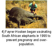 Hosken and elephant